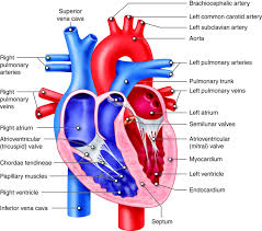 How Vascular Problems Can Lead to Stroke or Heart Attack