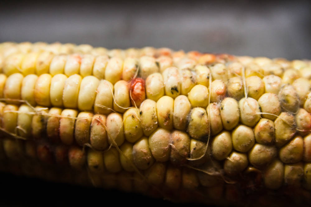 Environmental Factors Contributing to Mycotoxin Contamination